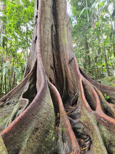 Witches Falls walking track - Thumbnail