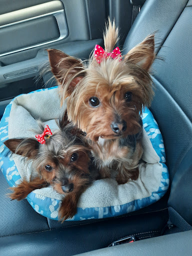 POCKETS ITY BITY PET GROOMING & BEYOND LLC