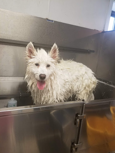 Barking Beauties Pet Salon - Thumbnail