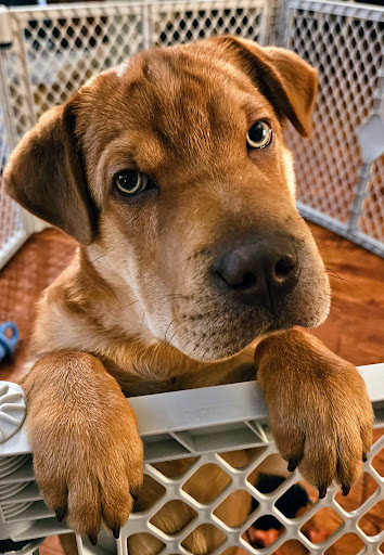 4 Paws Pet Clinic - Thumbnail