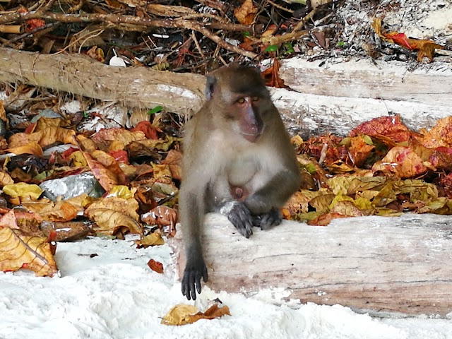 Monkey Beach