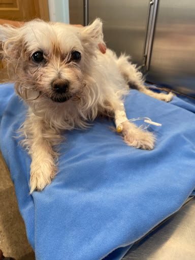 Spring Valley Animal Med Hospital