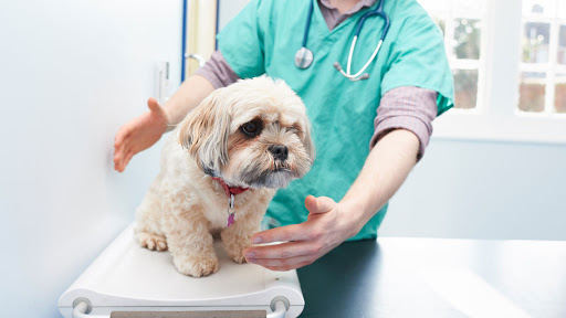 The Veterinary Hospital - Gorleston - Thumbnail