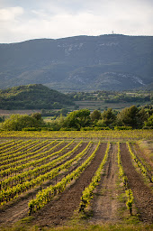 Photo n°10 de Le Temps Des Sages à Cabrières-d'Aigues (Cave à vins)