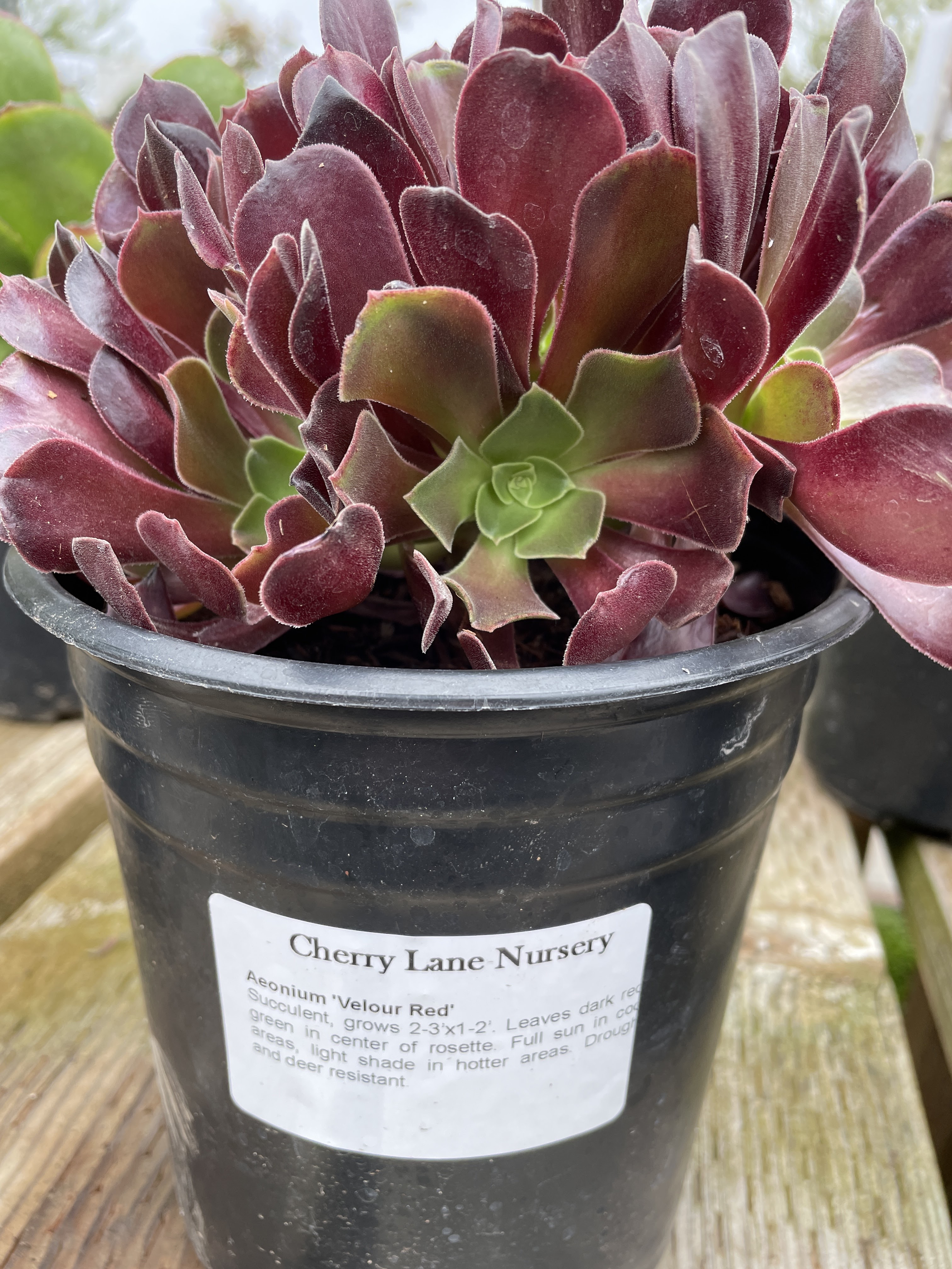 Cherry Lane Nursery
