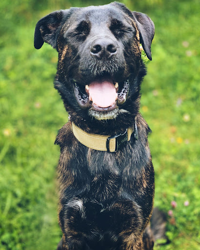 Pawzone Gallery - Canada
