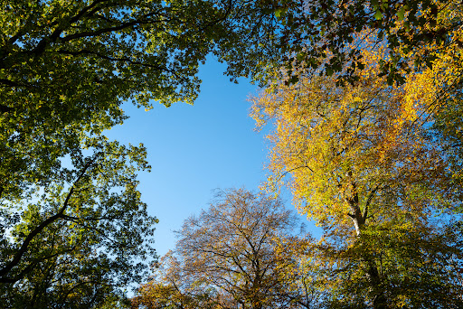 Maartensdijkse Bos - Utrechtslandschap Gallery - Netherlands