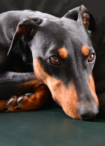 DoggyCare - Apeldoorn - Thumbnail