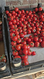 Photo n°16 de Le Jardin du Lupin à Saint-Coulomb (Maraîcher)