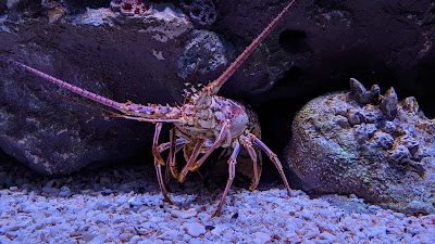 Aquarium at the Boardwalk