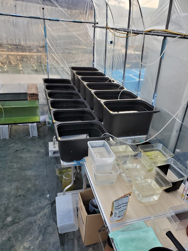 メダカ販売朝日メダカ 本店