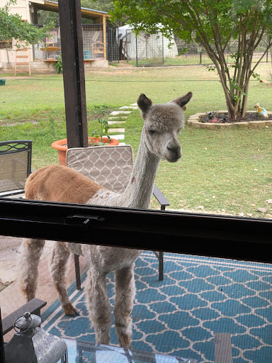 Alpaca Fresh - Visual