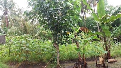 Photos of Kebun Durian Merah