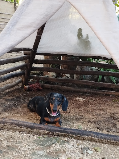 El Malix-Bienestar para tu mascota