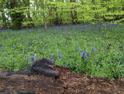 Eastham Woods Country Park - Thumbnail