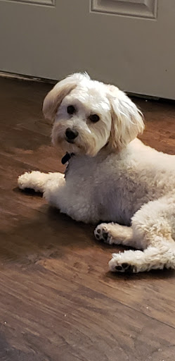 Dan and Cindy's Pet Salon Gallery - United States