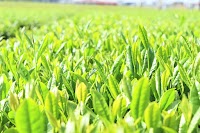 ヤマイシ石川製茶