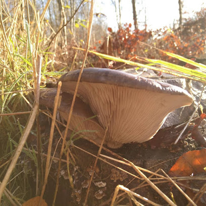 Sydhavsøernes Naturlige Svampefabrikker ApS.