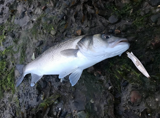 Caernarfon Angling - Visual