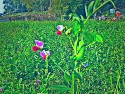 Photos of কিরঞ্চি সার্বজনীন মন্দির