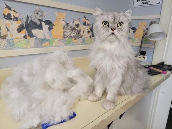 Cats Luv Us Google Business photo