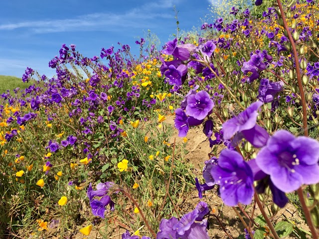 Chino Hills State Park