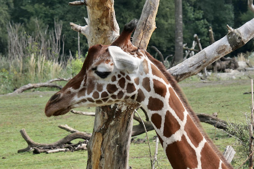 Zoolino - Thumbnail