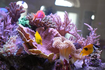 Jawz Aquarium