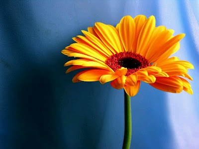 Photos of Flores Manoli