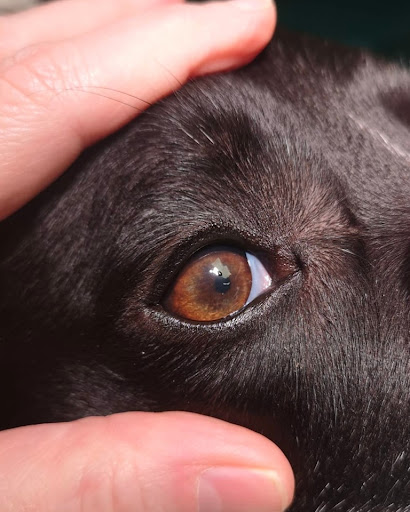 Eye Vetcare - Thumbnail