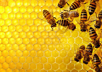 Rucher de Pruniers en Sologne à Pruniers-en-Sologne