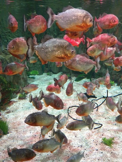 Emaar Square Aquarium World - Akvaryum
