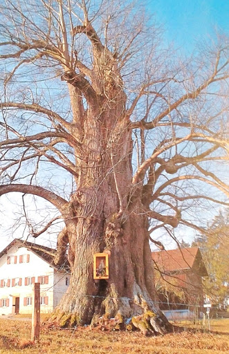 Naturdenkmal Marienlinde - Thumbnail