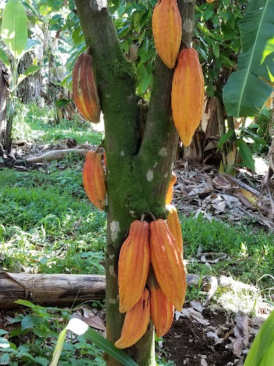 Hilo – Hawaiian Crown Plantation and Chocolate Factory