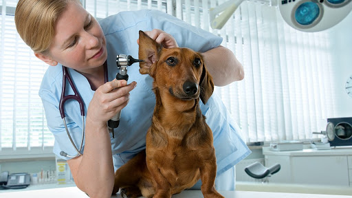 Timberlane Animal Hospital