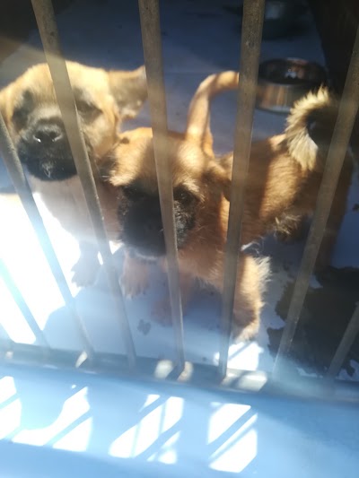 Photos of Tshwane SPCA