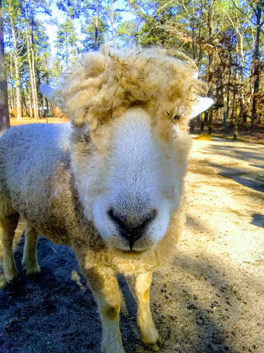 Long Island Yarn and Farm