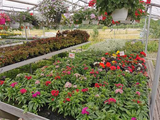 Malmby blommor - Thumbnail