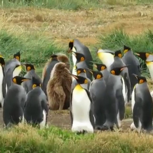 Turismo Paisaje Austral-Agencia turistica en Punta Arenas. - Punta Arenas