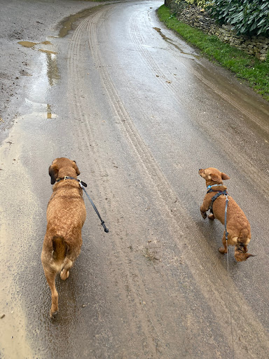 Chloe’s Zoomies & Pet Care Gallery - United Kingdom