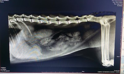 Photos of wow veterinary clinic