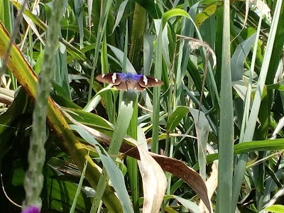 Photos of Bonita Farm Bioparque -Mariposario