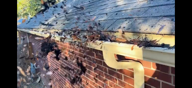 Front view of Exalted Pressure Washing located in  - Top-rated Pressure Washing Service nearby.