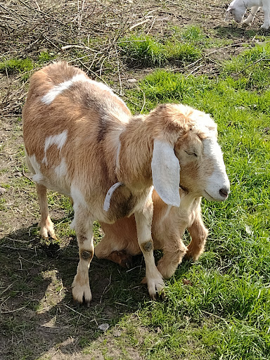 Grimsbury Community Farm - Thumbnail