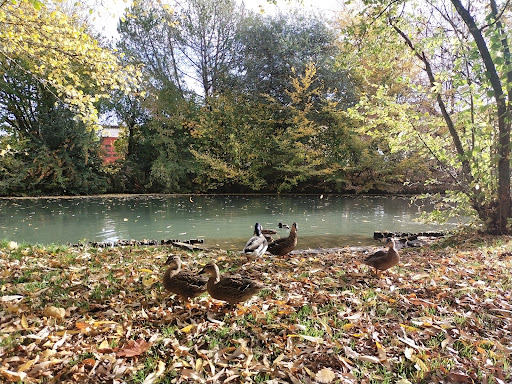 Feuerweiher - Visual