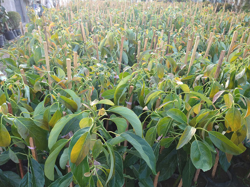 Vivero Debanelly - Thumbnail