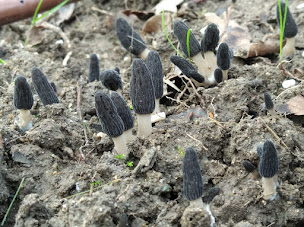 Photo n°4 de Jean-Michel MORILLES à Pellegrue (Fournisseur de semences)
