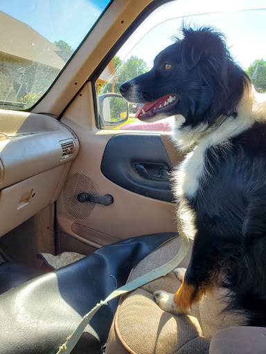 Companion Animal Clinic of Bartlesville - Thumbnail