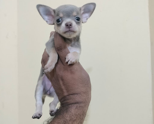 Chihuahua puppy available in ahmedabad 🐶 post image