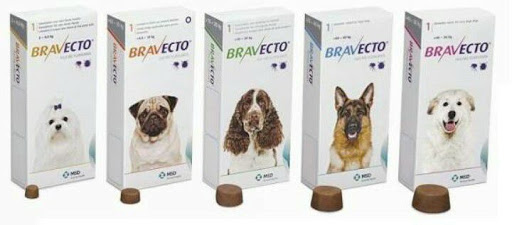 Amores Perros Veterinaria